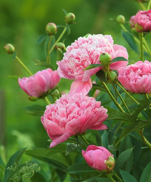 ✳︎peony✳︎ Double Blooms Peony Seeds, 10 pcs/bag – UrbanGardenSeed